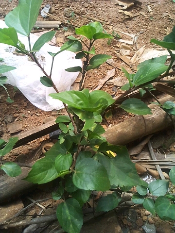 tree