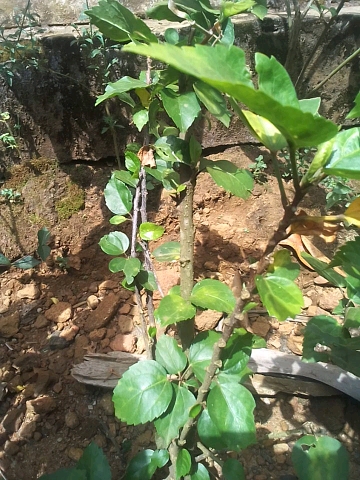 tree