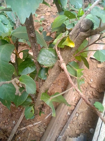 tree