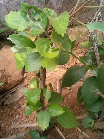 tree