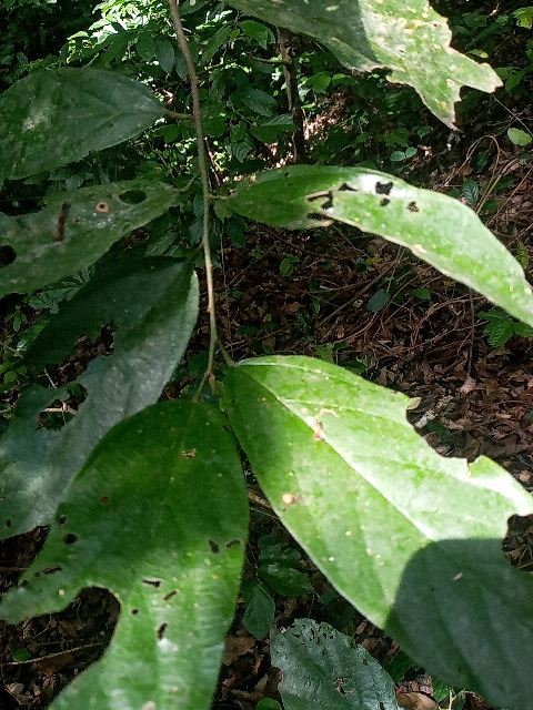 tree
