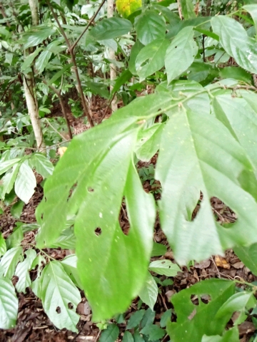 tree