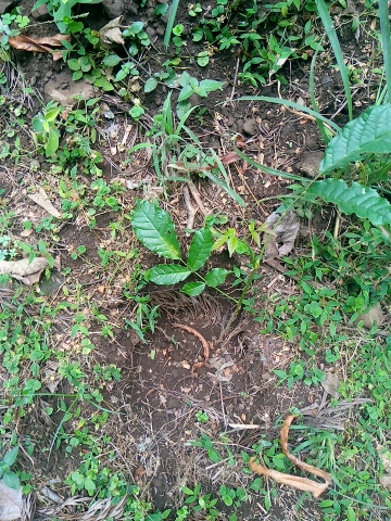 tree