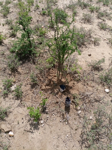 tree