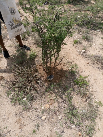 tree