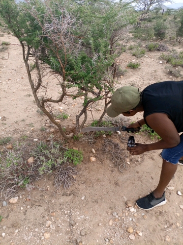 tree