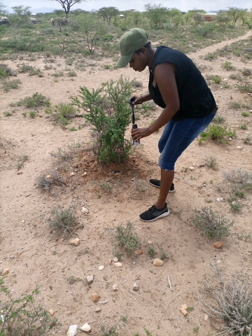 tree