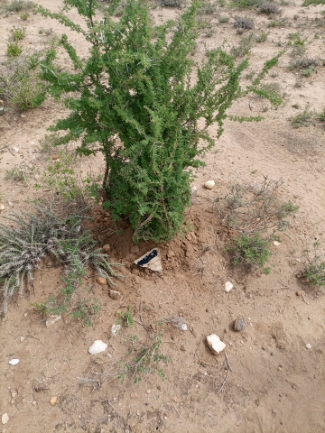 tree
