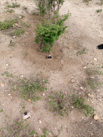 tree