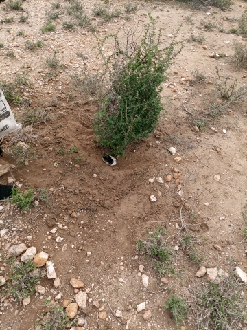 tree