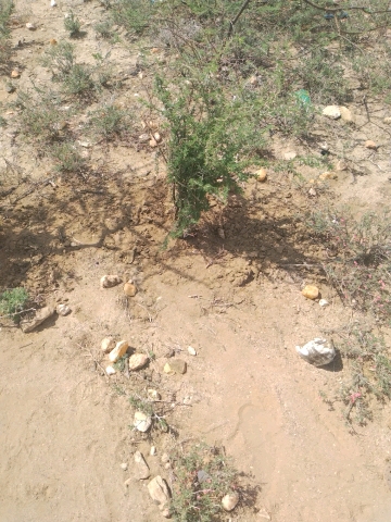 tree