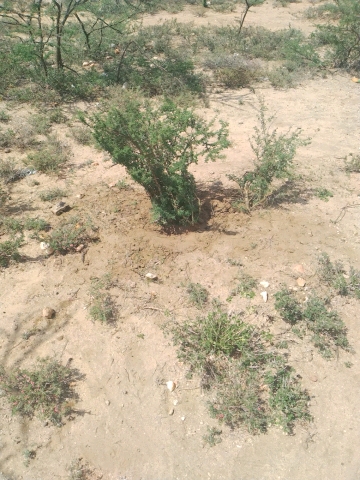 tree