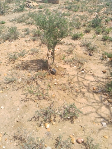 tree