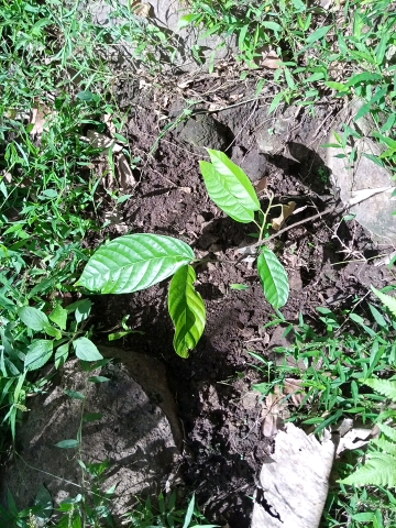 tree