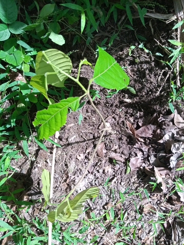 tree