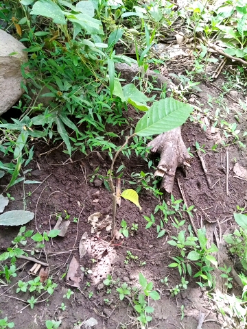 tree