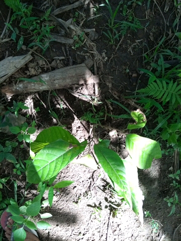 tree