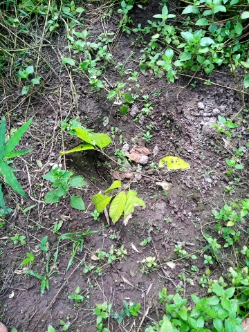 tree