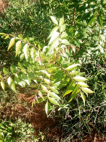 tree