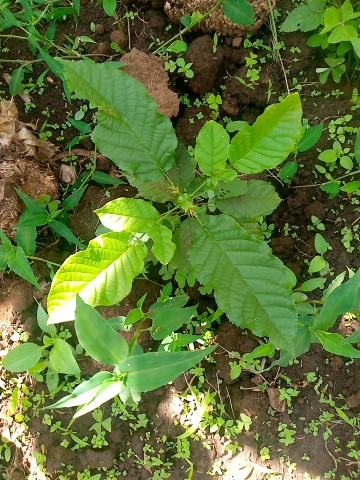 tree
