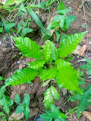 tree