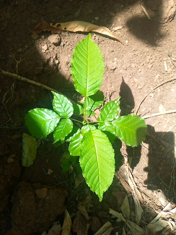tree
