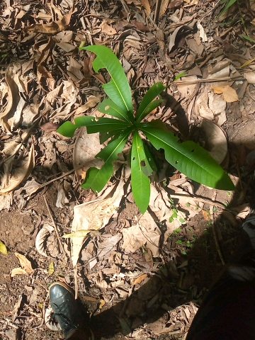tree