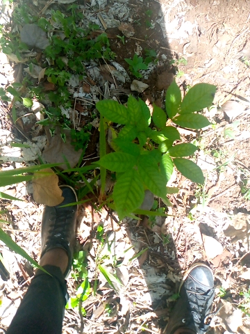 tree
