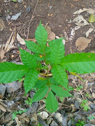tree