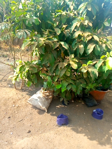 tree