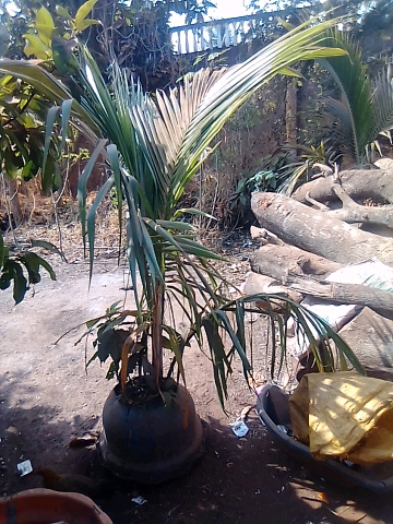 tree