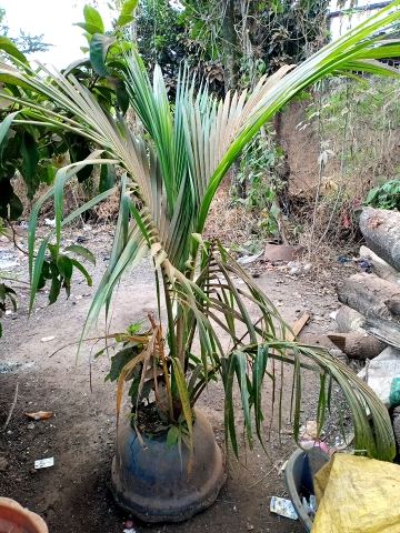 tree