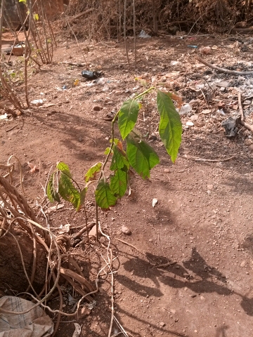 tree