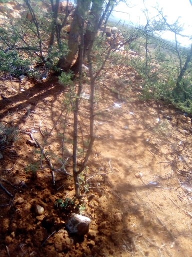 tree