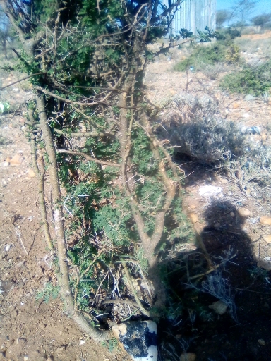 tree