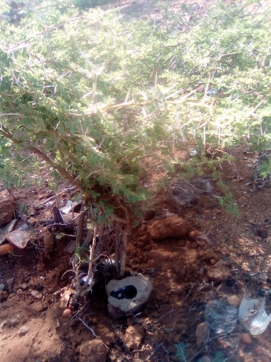 tree