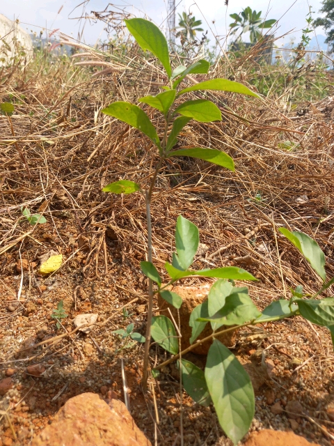 tree