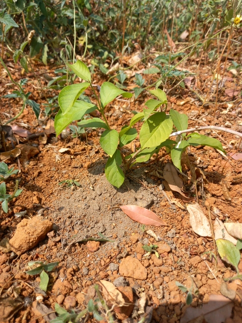 tree