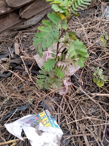 tree