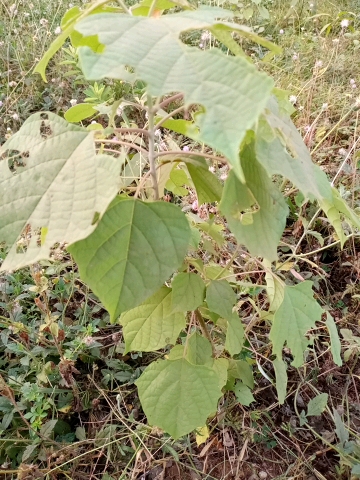 tree