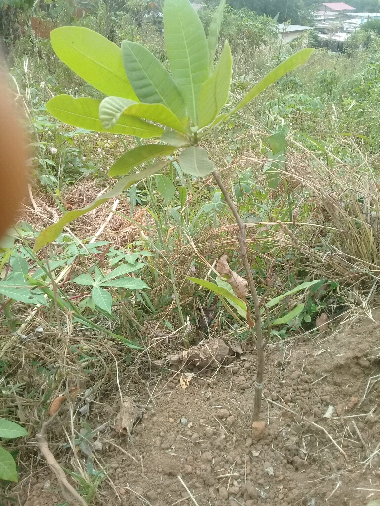 tree