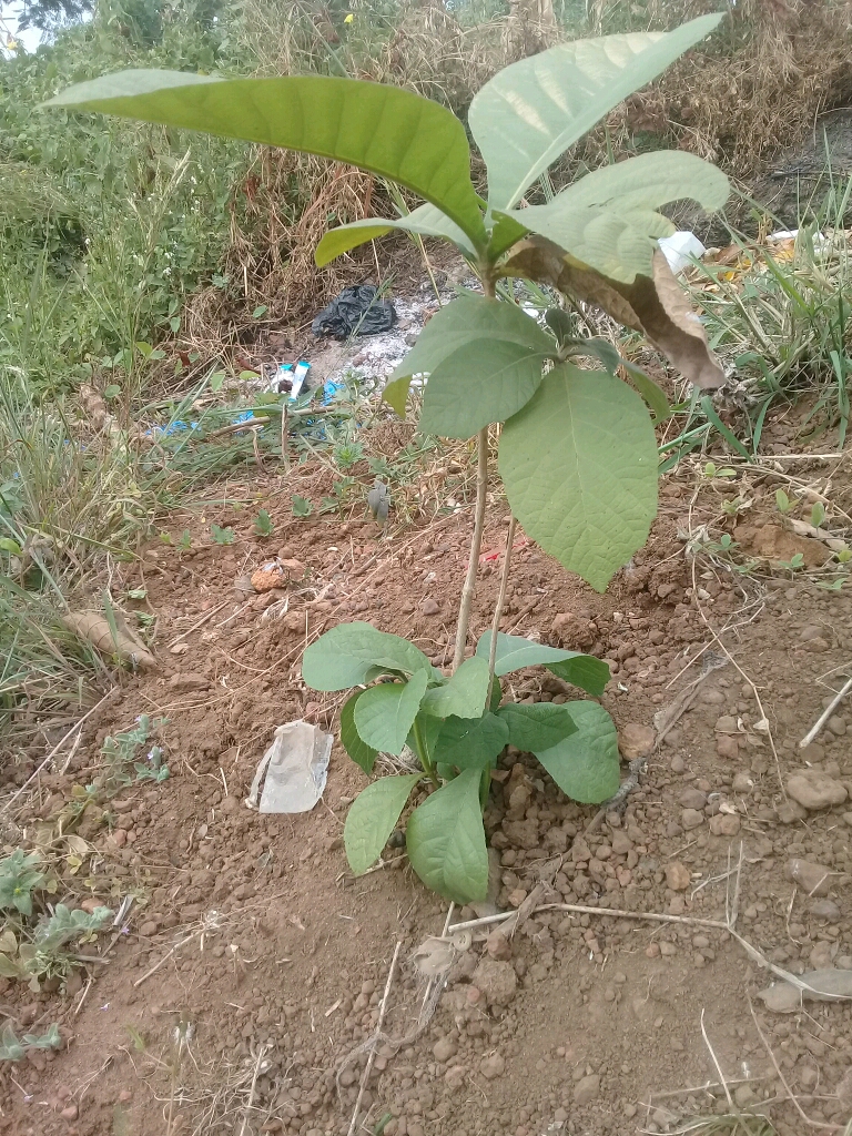tree