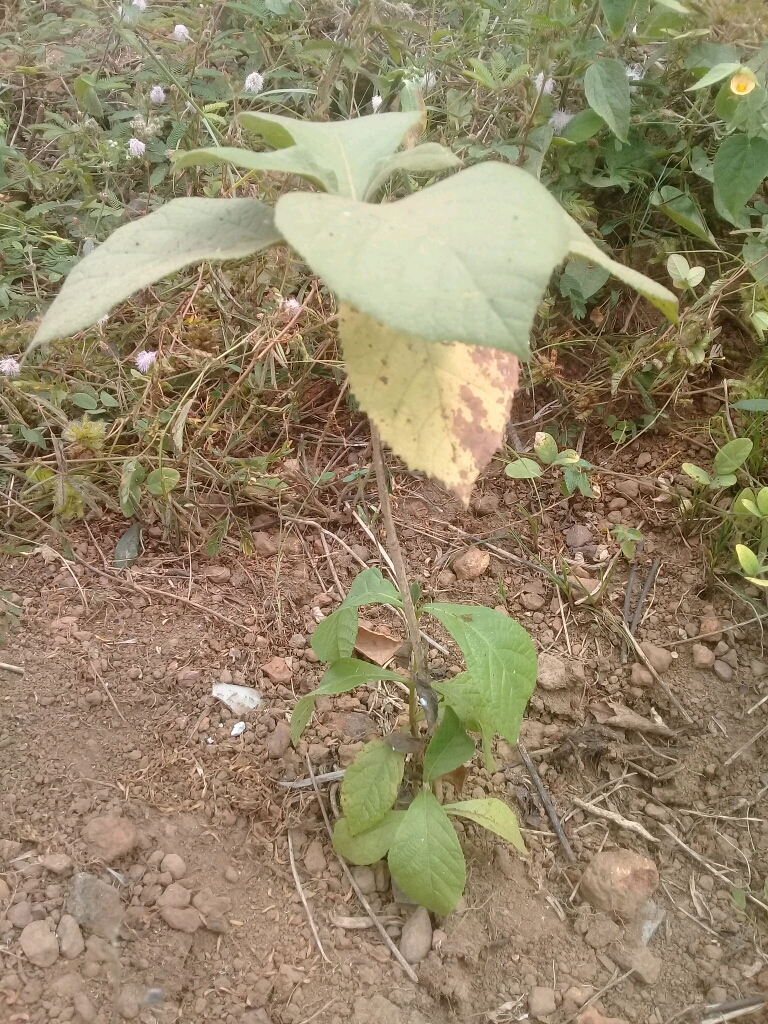 tree