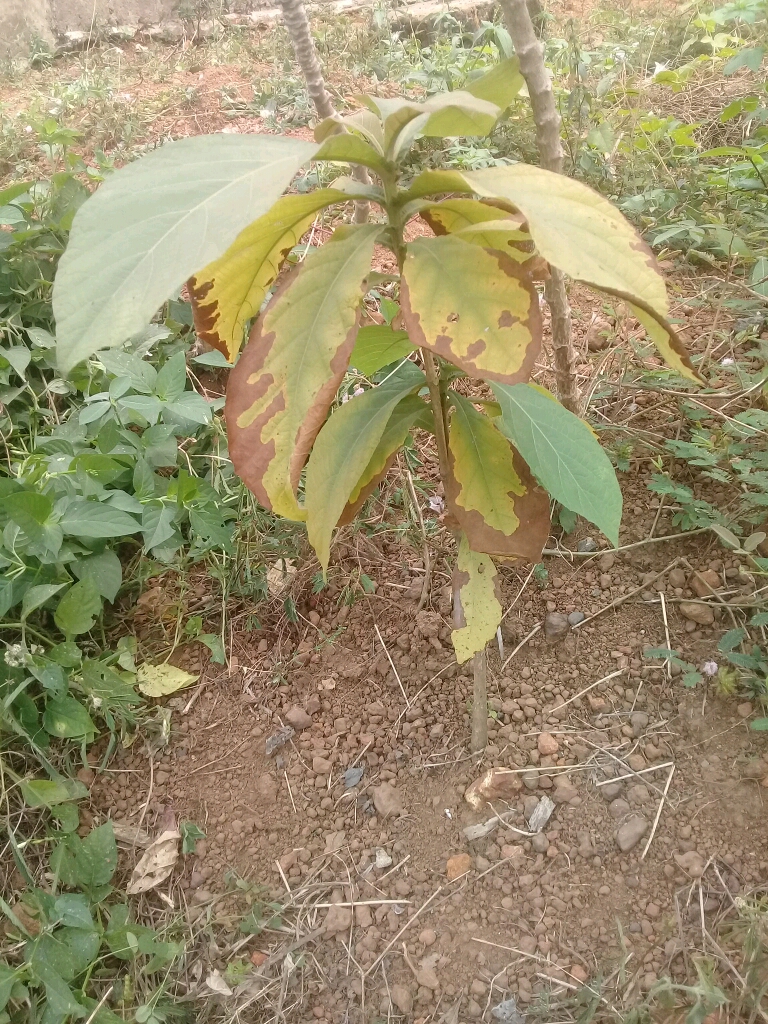tree