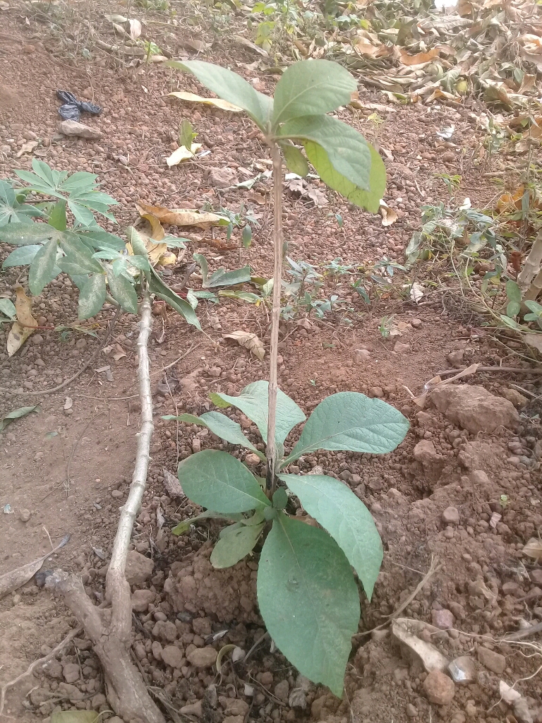 tree