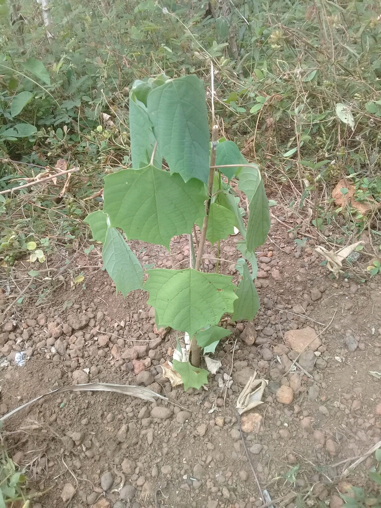 tree