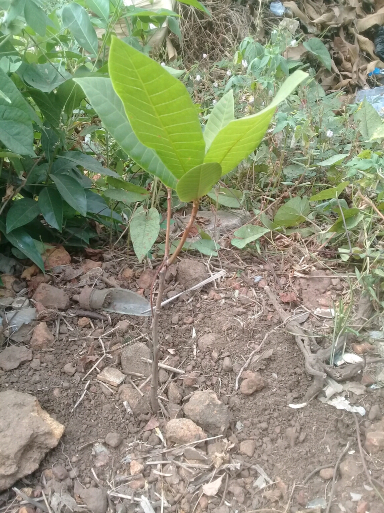tree