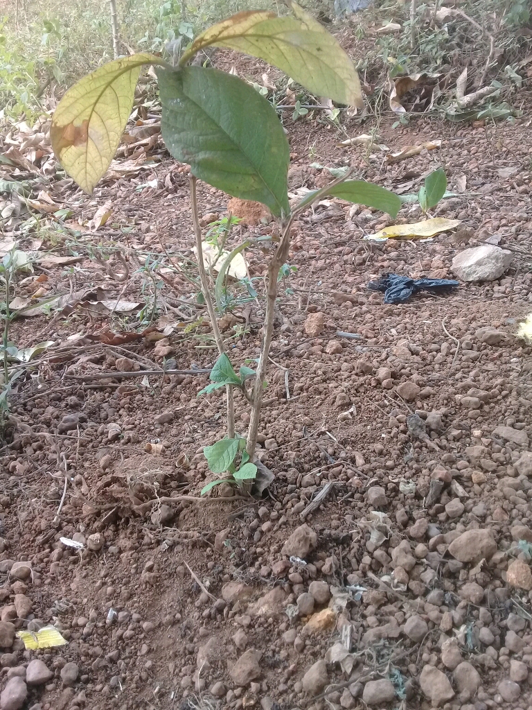 tree