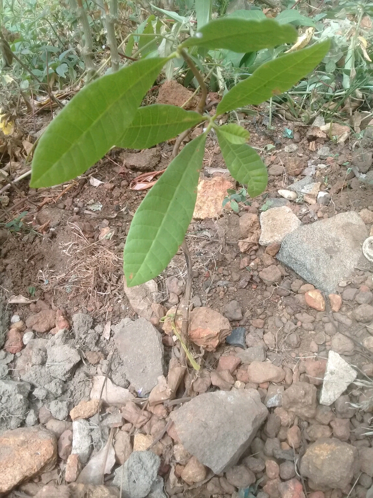 tree