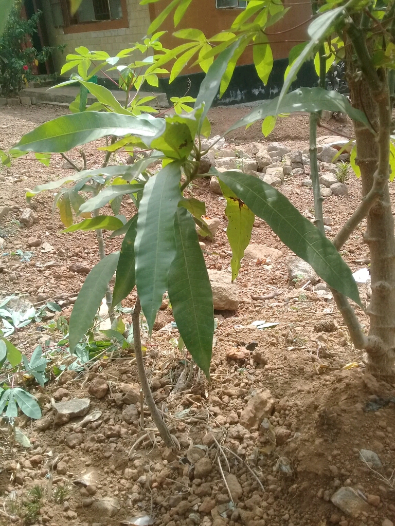 tree